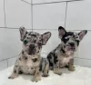 Photo №1. french bulldog - for sale in the city of Barcelona | negotiated | Announcement № 82166