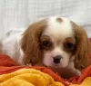 Photo №2 to announcement № 109155 for the sale of cavalier king charles spaniel - buy in Germany private announcement