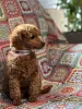 Photo №4. I will sell poodle (toy) in the city of Inđija. breeder - price - negotiated