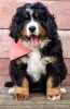 Photo №2 to announcement № 79098 for the sale of bernese mountain dog - buy in Poland breeder