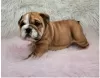 Photo №1. english bulldog - for sale in the city of Heidelberg | Is free | Announcement № 95910