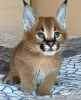 Additional photos: Serval and caracal kittens available For sale