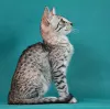 Photo №1. egyptian mau - for sale in the city of Syktyvkar | negotiated | Announcement № 7483