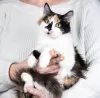 Additional photos: Beautiful calico cat Audrey