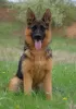 Photo №2 to announcement № 111535 for the sale of german shepherd - buy in Czech Republic private announcement, from nursery, breeder