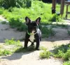 Additional photos: French bulldog puppy, female show class FCI