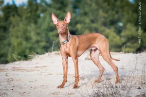 Photo №3. CIRNECO DELLETNA Cirneco del Etna (Sicilian Greyhound).. Ukraine