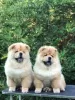 Additional photos: Chow Chow, wonderful puppies