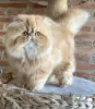 Photo №1. persian cat - for sale in the city of Oostkamp | Is free | Announcement № 128931