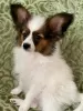 Additional photos: papillon puppies