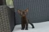 Photo №3. Tested Devon Rex kittens with available for sale to Caring homes. Germany