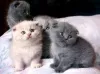 Photo №1. scottish fold - for sale in the city of Zagreb | 317$ | Announcement № 88362