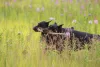 Additional photos: Dobermann puppies - Dan Smile Helgi and Adal Eskae Vangard, born on 25.08.2020.