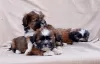 Photo №3. Havanese Bichon puppies. Russian Federation