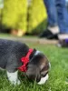 Additional photos: Elite Beagle puppies