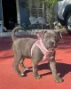 Photo №1. american pit bull terrier - for sale in the city of Lisbon | negotiated | Announcement № 126885