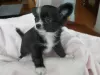 Photo №2 to announcement № 9531 for the sale of chihuahua - buy in Ukraine breeder