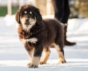 Additional photos: Hotosho / Buryat-Mongol Wolfhound puppies from the best representatives of the