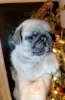 Photo №2 to announcement № 130521 for the sale of pug - buy in Germany private announcement