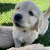 Photo №3. Healthy cute adorable and socialized Golden retriever puppies available now for. Germany