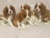 Photo №1. cavalier king charles spaniel - for sale in the city of Нант | 473$ | Announcement № 12292