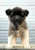 Additional photos: American Akita, puppies with exhibition character