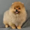 Photo №4. I will sell pomeranian in the city of St. Petersburg. breeder - price - 456$