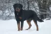 Photo №3. Rottweiler Snickers in good hands. Russian Federation