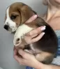 Photo №3. Beagle puppies. United States