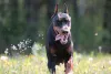 Additional photos: Dobermann puppies - Dan Smile Helgi and Adal Eskae Vangard, born on 25.08.2020.