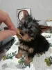 Additional photos: Yorkie/Kawaiiork puppies