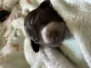 Photo №2 to announcement № 52180 for the sale of german shorthaired pointer - buy in Poland breeder