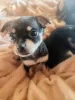 Additional photos: Selling Toy Terrier Puppies