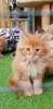 Photo №2 to announcement № 37305 for the sale of maine coon - buy in United States private announcement, from nursery