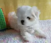 Photo №1. maltese dog - for sale in the city of Kiev | 1500$ | Announcement № 57265