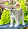 Additional photos: Akita Inu