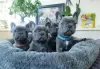 Photo №1. french bulldog - for sale in the city of Cologne | negotiated | Announcement № 32664