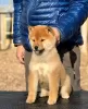 Photo №1. shiba inu - for sale in the city of Хавалли | negotiated | Announcement № 11267