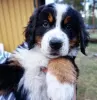 Photo №1. bernese mountain dog - for sale in the city of Роттердам | Is free | Announcement № 53645