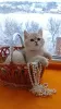 Photo №1. british shorthair - for sale in the city of Торонто | 1000$ | Announcement № 32290