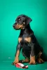 Additional photos: Doberman puppies