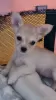 Photo №2 to announcement № 102496 for the sale of chihuahua - buy in United States private announcement