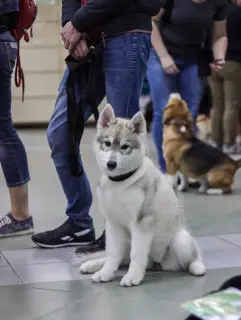 Additional photos: Purebred Siberian Husky puppies