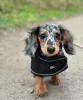 Photo №3. Dachshund. Germany