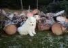 Photo №1. samoyed dog - for sale in the city of Tarnów | 312$ | Announcement № 32801