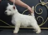 Additional photos: west highland white terrier puppy from Interchampion