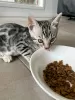 Photo №2 to announcement № 121710 for the sale of bengal cat - buy in Russian Federation breeder