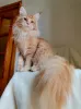 Photo №3. Maine Coon. Russian Federation