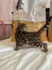 Additional photos: Bengal gorgeous girl for breeding