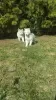 Photo №4. I will sell siberian husky in the city of Minsk. breeder - price - 226$